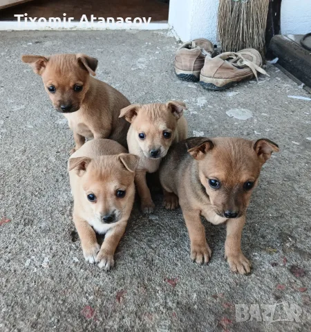 Пинчер         .