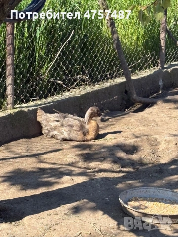 Патици, снимка 3 - Патици и гъски - 54309983