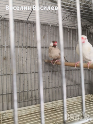 амадини оризарки