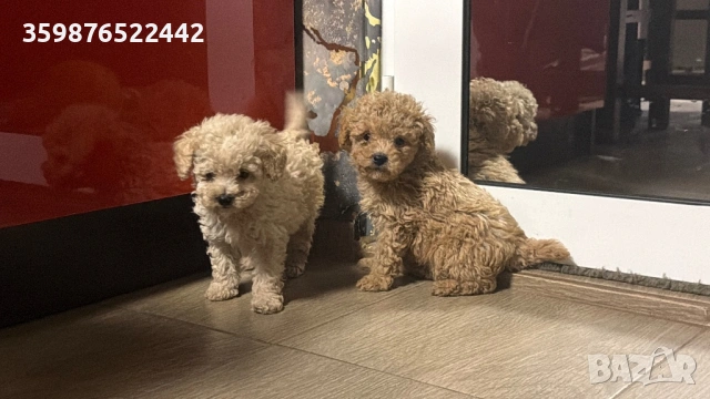 Пудел той, снимка 2 - Пудели - 54178018