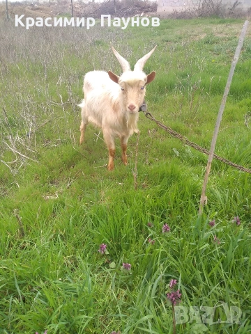 Млад пръч ,на една година ,за дъмъзлък ., снимка 3 - Кози - 54035020