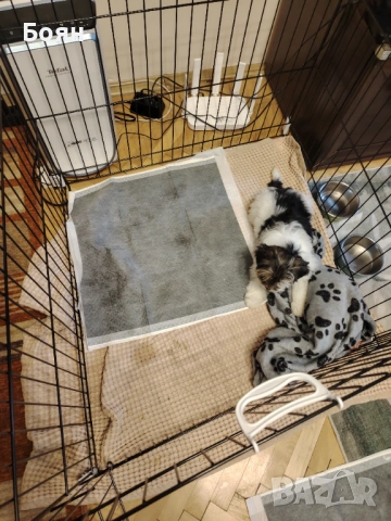 Бивър Йорки , снимка 5 - Йоркширски териер - 54003523