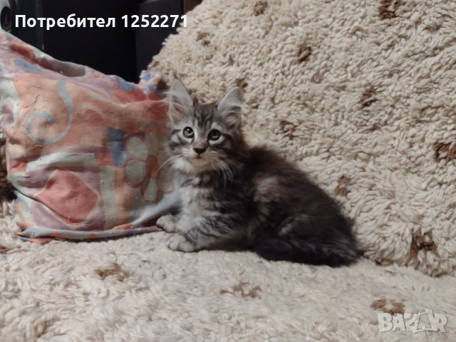 Котенца Мейн Куун момче и момиче, снимка 3 - Мейн кун - 55189751