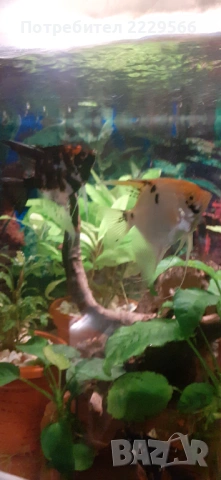 Подарявам рибки 