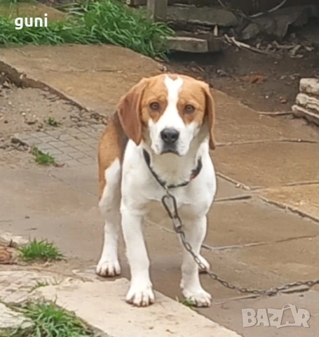 Бийгъл , снимка 2 - Бигъл - 54176998