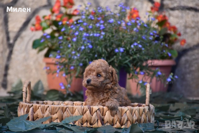 Той пудел Toy poodle, снимка 5 - Пудели - 55006000