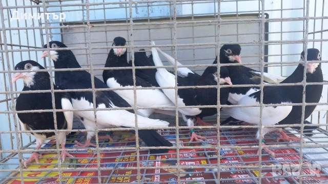 Продавам гълъби Ямболски Акмани 