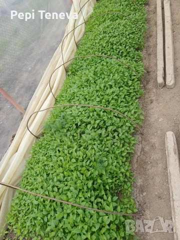 ПРОДАВАМ РАЗСАД, снимка 2 - Разсади - 54385390