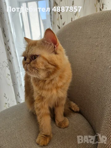 Продавам полуперсийско коте, снимка 3 - Персийска - 55313976