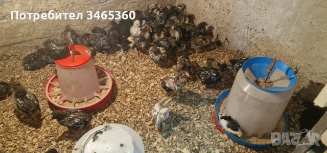 Сребърно кантиран виандот пилета, снимка 2 - Кокошки и пуйки - 54707681