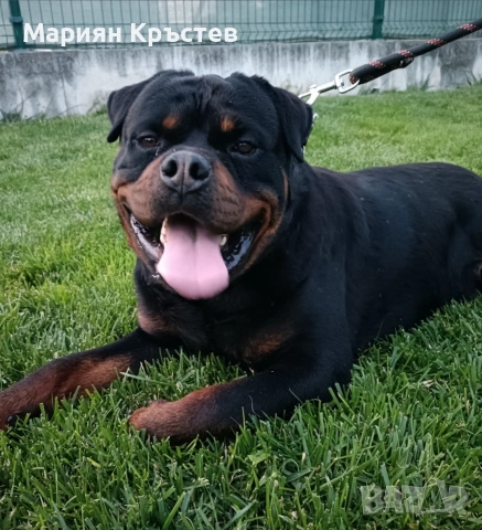 🔥 Топ мъжки ротвайлер за разплод! 🔥 