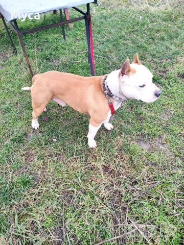 Мъжки амстаф , снимка 2 - Питбул - 54008065