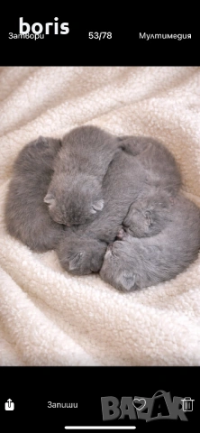 Продавам клепоухи котенца