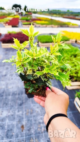 Османтус Гошики, Osmanthus heterophyllus Goshiki, снимка 10 - Градински цветя и растения - 54609924
