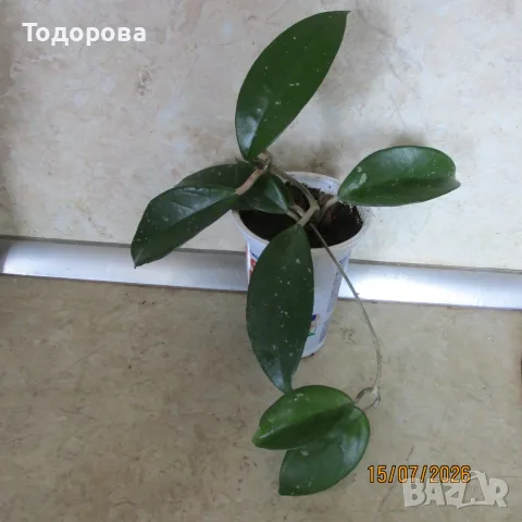  хоя восъче двуцветно, снимка 4 - Стайни растения - 51286115