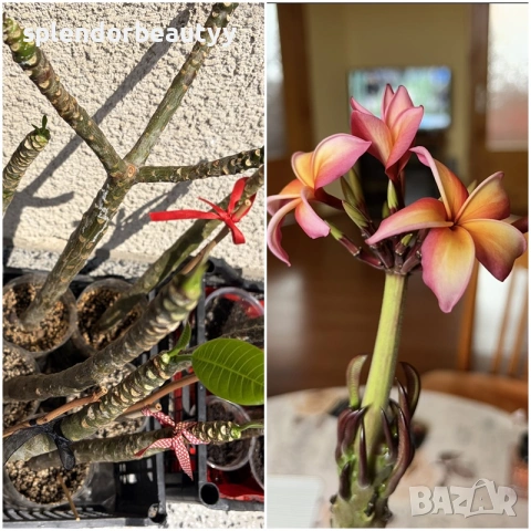 Плумерия (Frangipani) – Хавайско цвете, снимка 3 - Стайни растения - 54999376