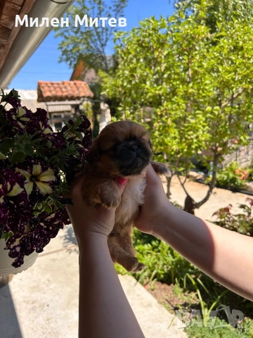 Кученца пекинез, снимка 9 - Пекинез - 54309829