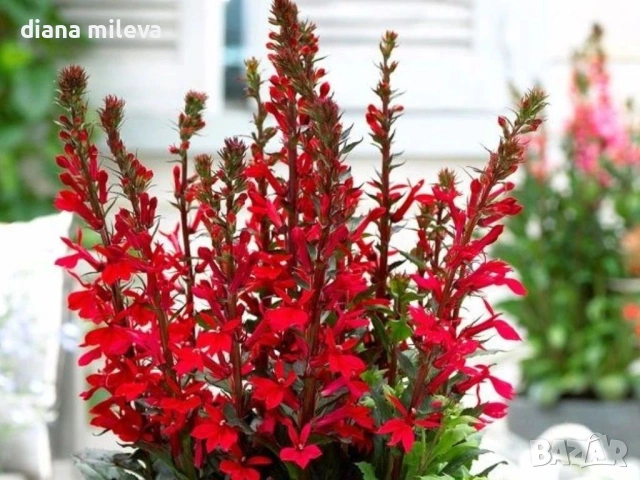 Лобелия Скарлет, Lobelia speciosa Starship Scarlet, студоустойчива и многогодишна