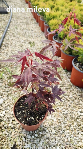 Японски Клен, Аcer palmatum Аtropurpureum, снимка 8 - Градински цветя и растения - 54946448