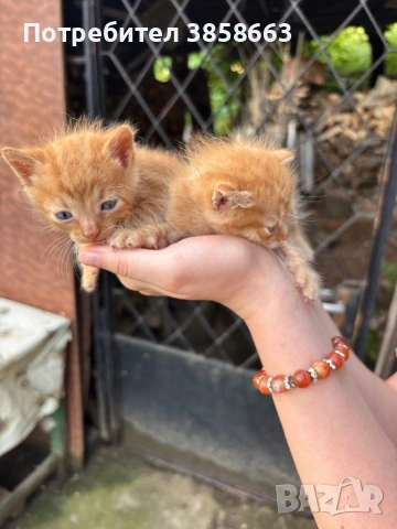 Осинови коте , снимка 3 - Други - 54769883