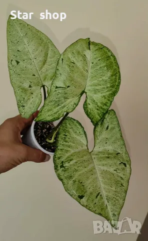 Syngonium Freckles- сингониум 