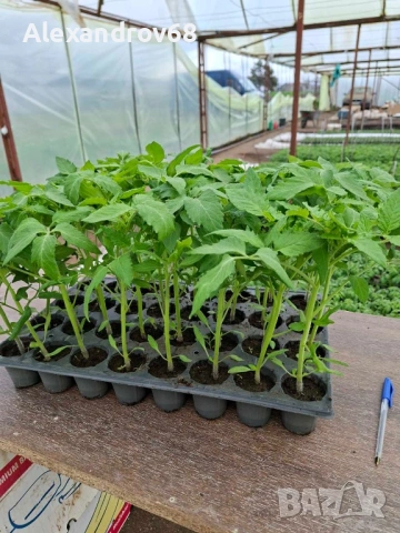 ТОП РАЗСАД на ТОП ЦЕНА от ПРОИЗВОДИТЕЛ