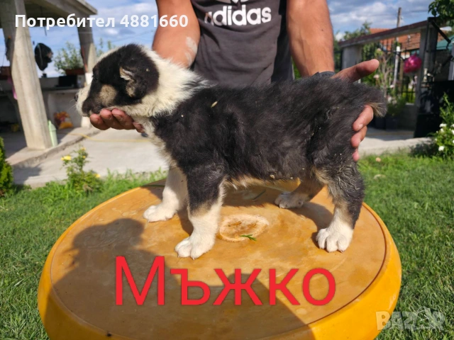 Кутрета Чистокръвни Алабай, снимка 4 - Алабай - 55234718