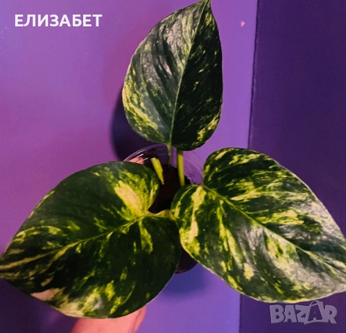 Epi