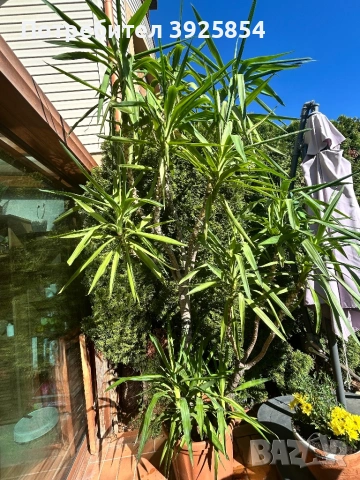 Огромна, луксозна драцена 2.60 м – 2 стъбла, 9 клона +издънки