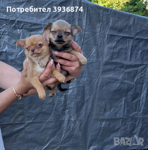 чихуаха, снимка 2 - Чихуахуа - 54722720