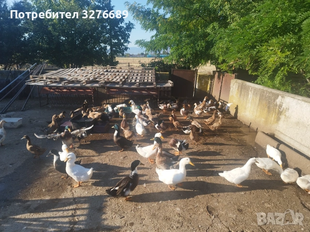 Патици Каки Кембъл и крякащи, снимка 2 - Патици и гъски - 55084575
