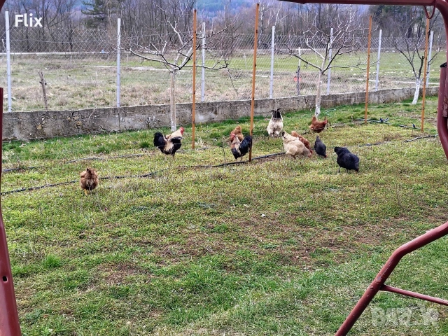 разплодни яйца , снимка 17 - Кокошки и пуйки - 53995912