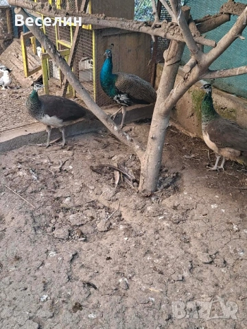 Чифт пауни