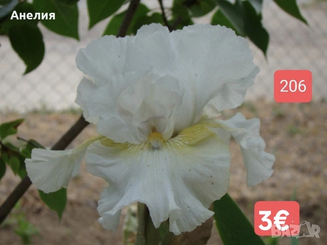 Ириси за продажба обява 3, снимка 6 - Градински цветя и растения - 54681140