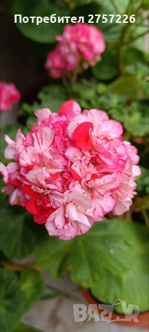 Pelargonium Sutavres Igor 