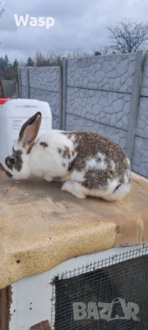 Мъжки заек,работещ, снимка 3 - Други - 54004973