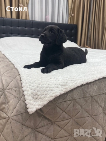 Чистокръвни Лабрадор Ретривър:, снимка 9 - Лабрадор ретривър - 53164804