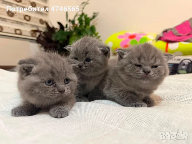 шотландска клепоуха, снимка 13 - Британска късокосместа - 55424238