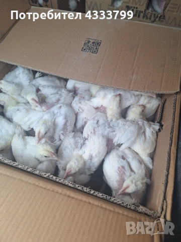 Супер Харко носачки на 45 дни 8 евро за брой! БРОЙЛЕР на 40 дни 8.50 евро за брой , снимка 2 - Кокошки и пуйки - 54207399