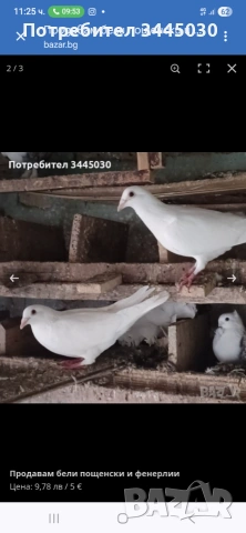 Продавам гълъби