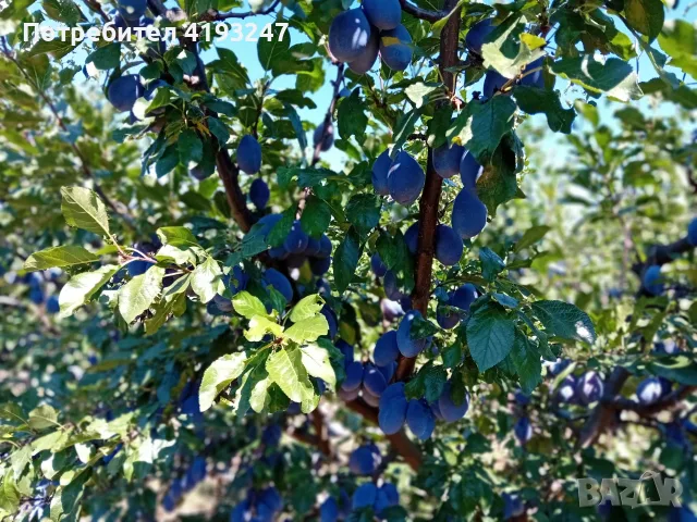 Сливи за ракия,компот и сладко