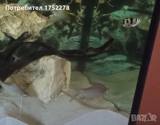 Риби сиамски шарани( Catlocarpio siamensis), снимка 5 - Рибки - 54819180