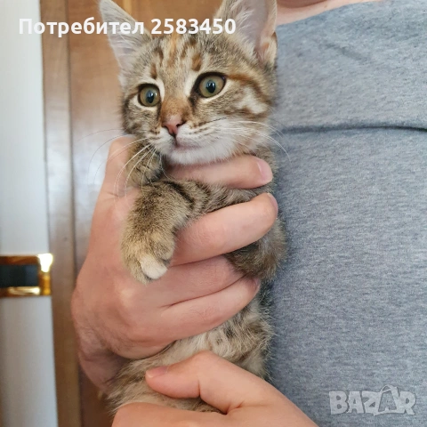 Кая търси своето семейство