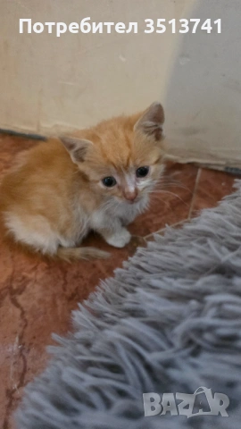 Мъжко котенце на 1 месец си търси любящо семейство