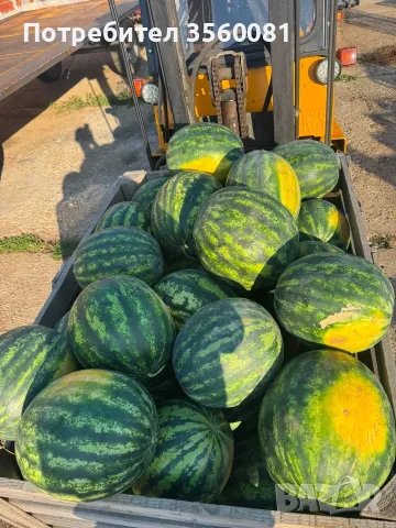 Продаваме диня на едро - сорт: РОМАНЗА ; тел. 0878744855