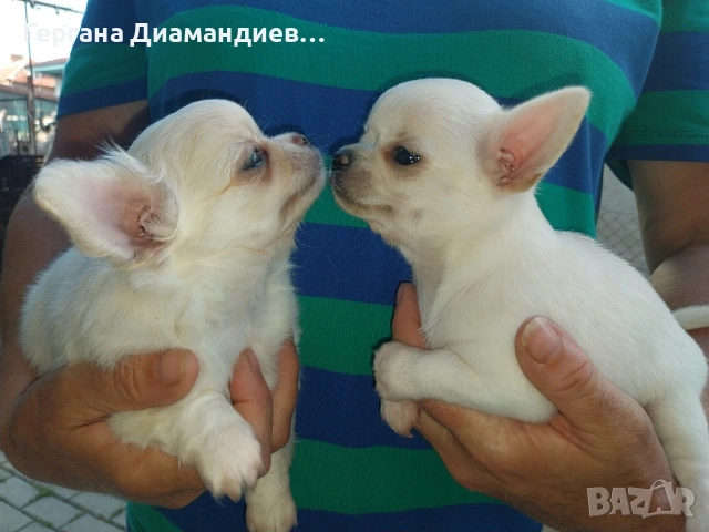 продавам мини чихуахуа , снимка 3 - Чихуахуа - 55098833