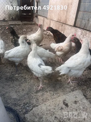 Продавам пиленца , снимка 3 - Кокошки и пуйки - 55692987