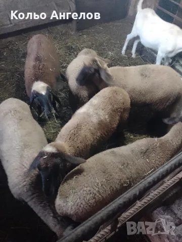 продавам агнета, снимка 3 - Овце - 55332925