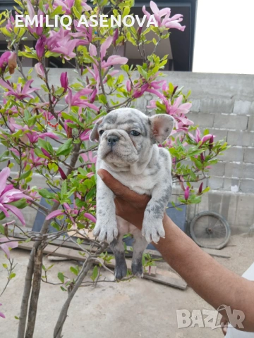 Френски булдог , снимка 2 - Френски булдог - 54257413