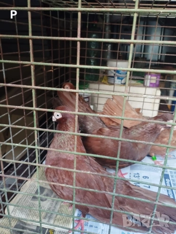 продавам породисти гълъби , снимка 8 - Гълъби - 55077438